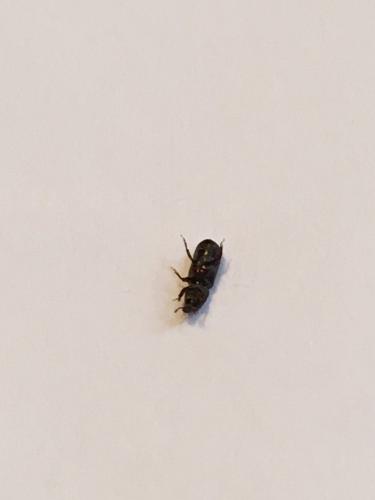 Réf. 256 757 : Cossoninae inconnu